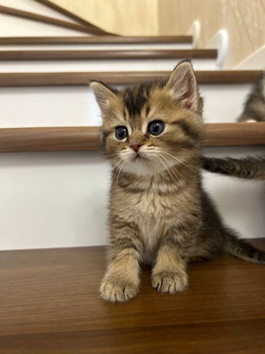 Котята породы скоттиш фолд и скоттиш страйд