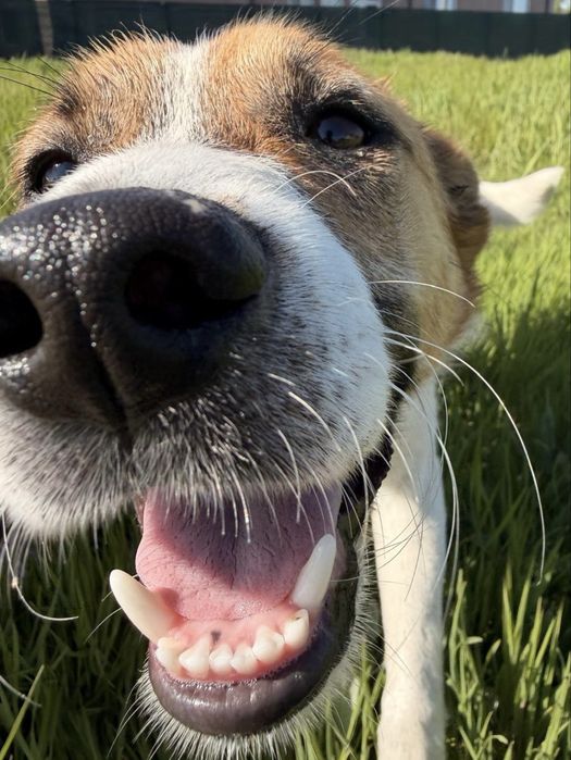 Metis Jack Russel Terrier 11 luni