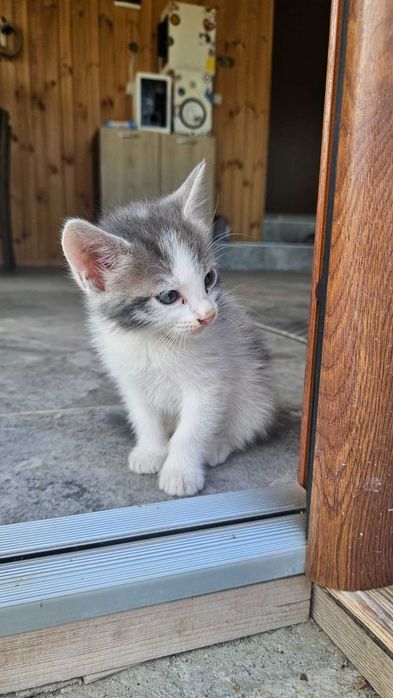 Подаряваме прекрасни малки котенца