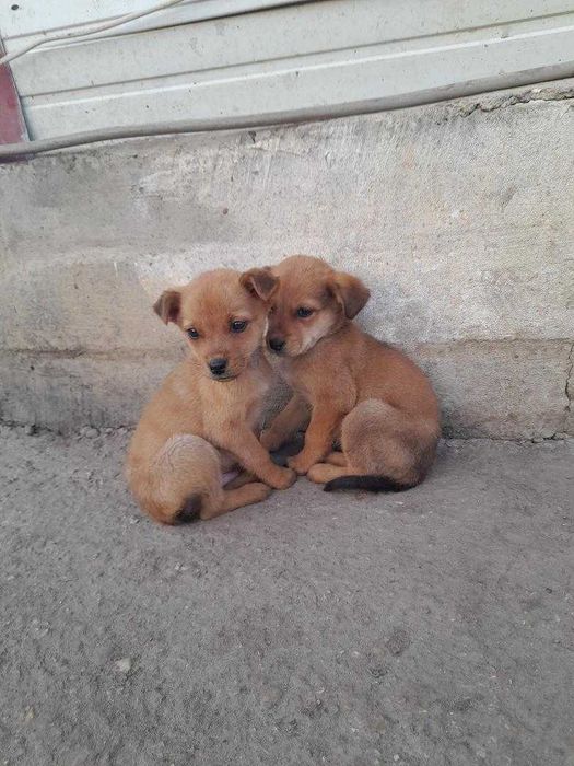 adopta un catel jucaus