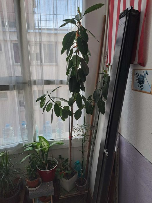 Plante verzi la ghiveci.