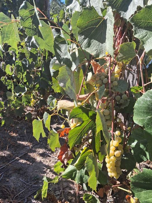 Vând struguri pentru vin disponibil 900 kg