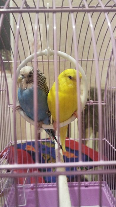 Папугай сатылады