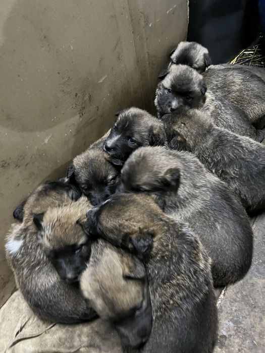 Подарявам кученца