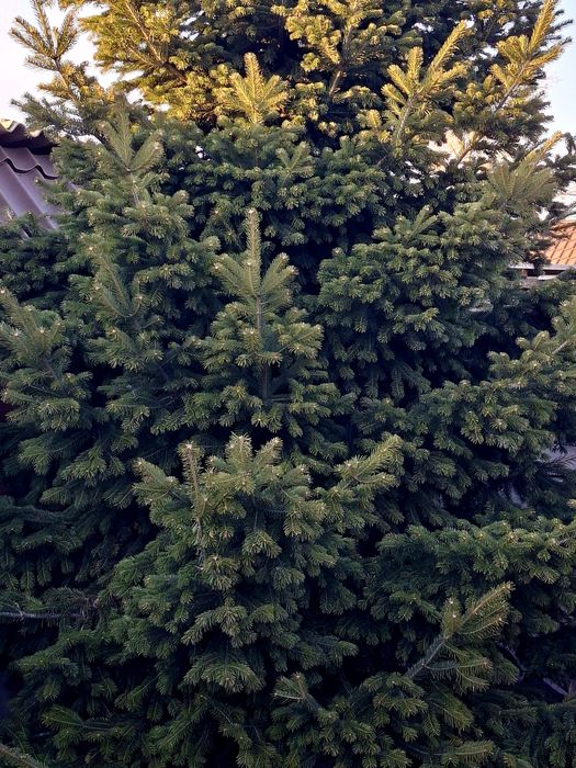 Ели, пихты, кедры