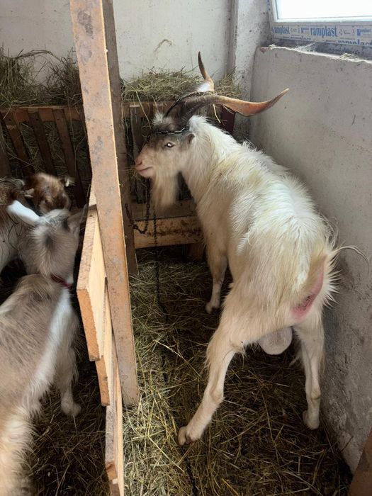 Tap de  vanzare  3 ani