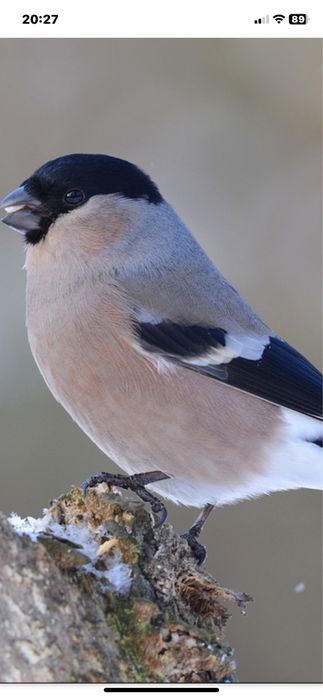 Снегири певчие птицки