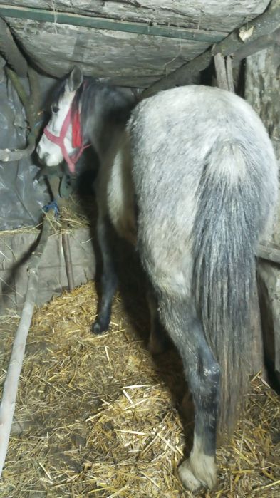 Vând poneiță de 3 pe 4 ani