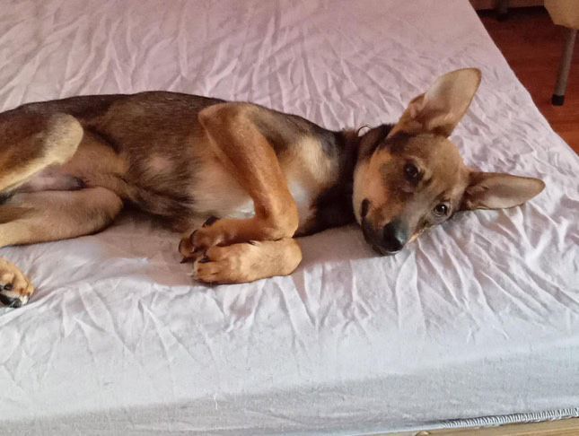 Рей си търси дом