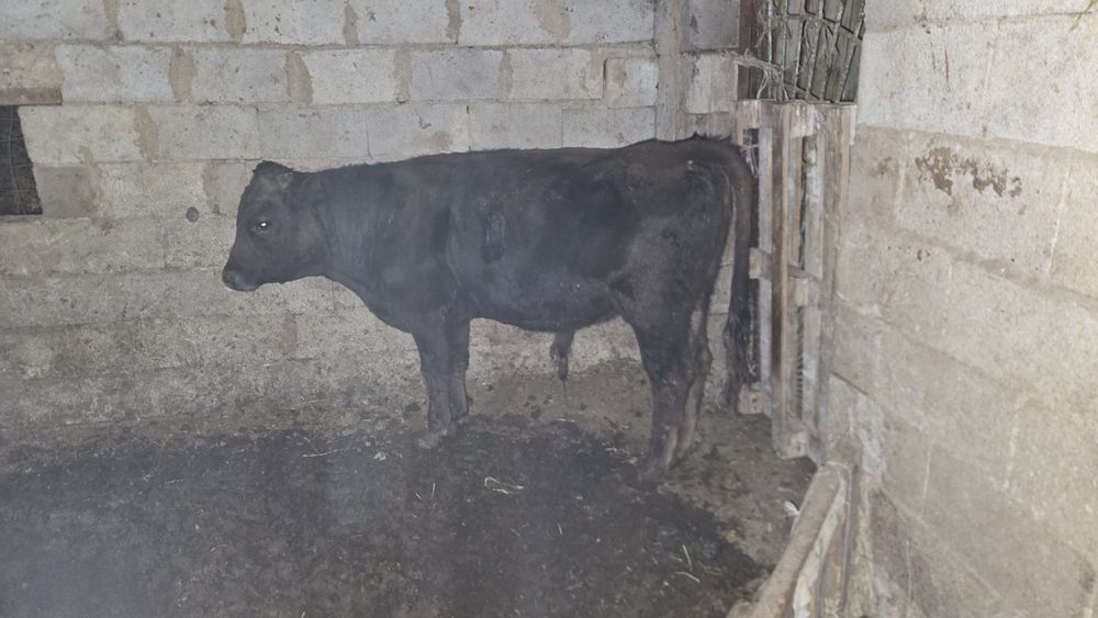 Бычоктар сатылады