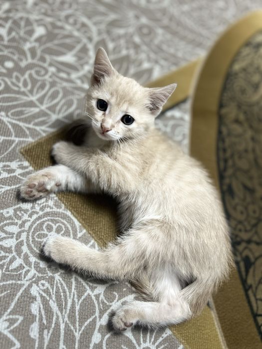 Отдам котят в добрые руки