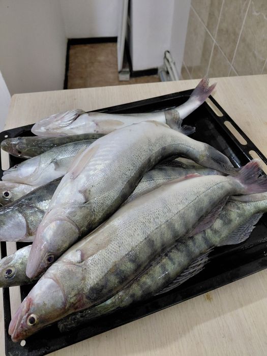 Продаётся рыба судак