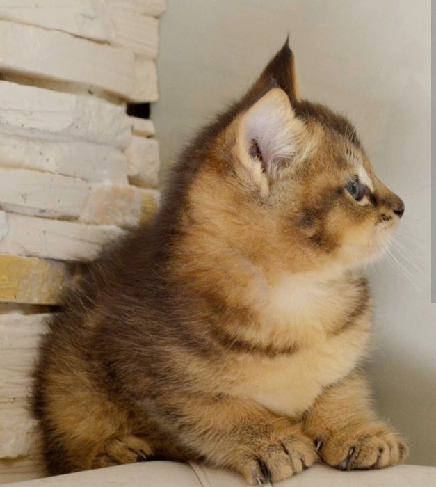 Котята Чаузи мальчик и девочка .