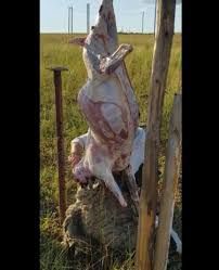 Қой, ешкі сою. Қасапшы