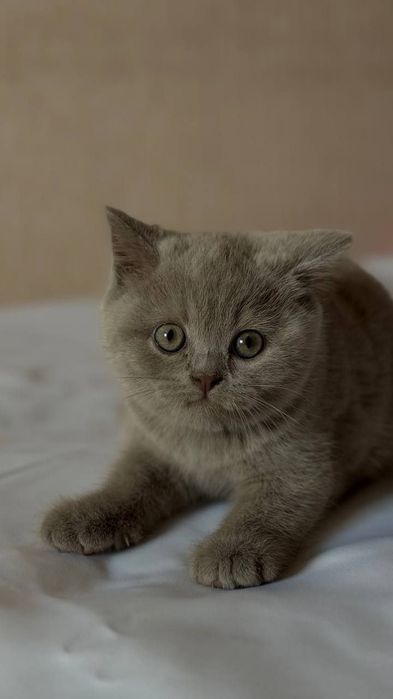 Британские короткошёрстные котята