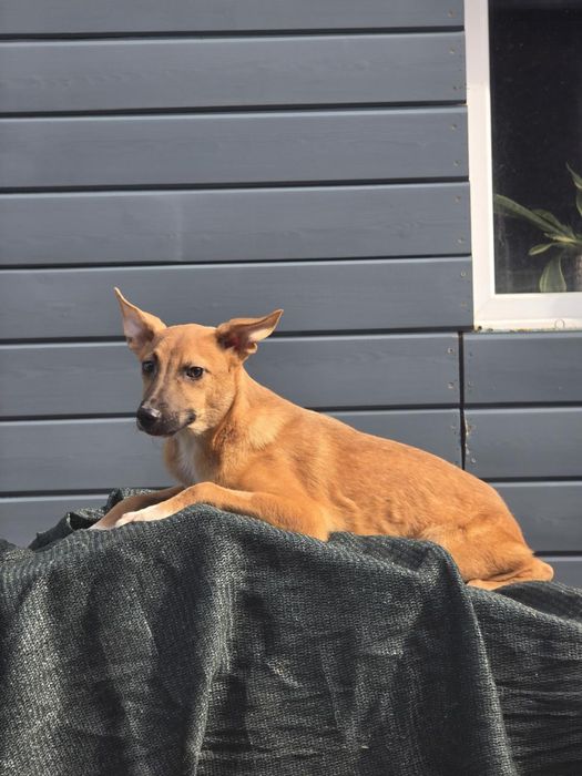 Щенок - мальчик Ральф , 8 месяцев