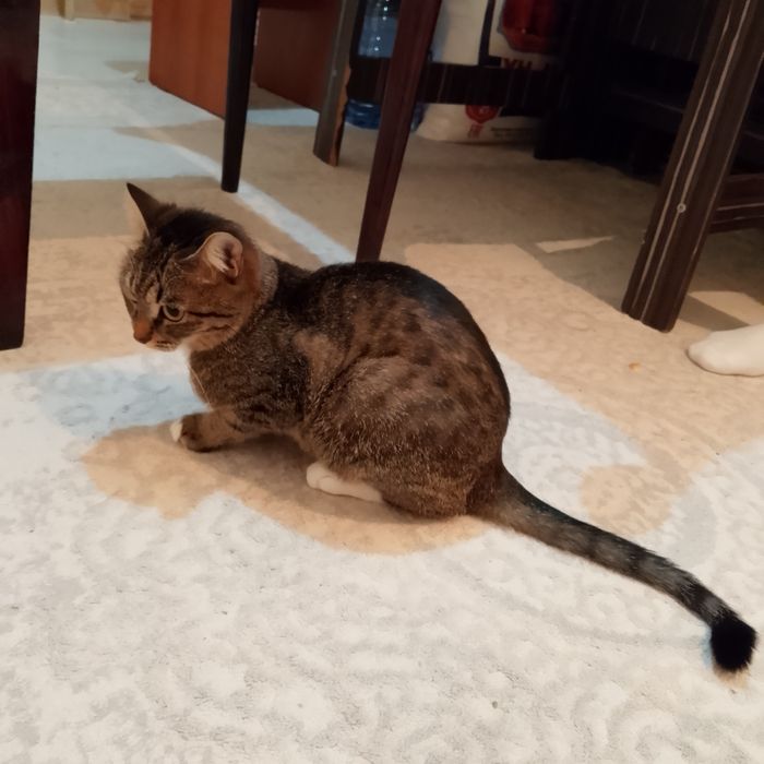 Отдам даром хорошом руки