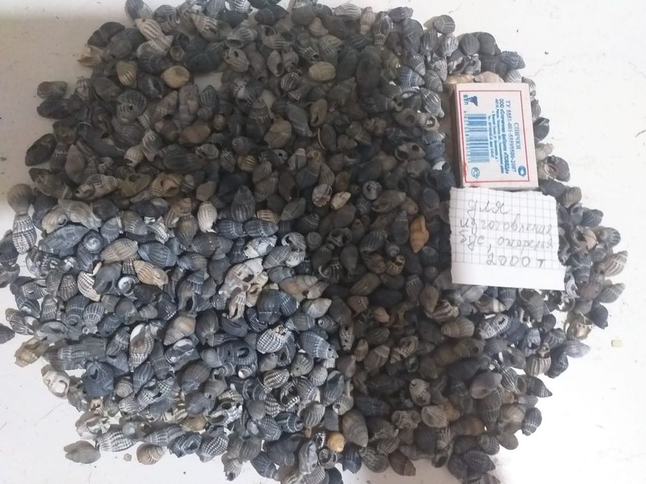 Продам ракушки с Черного моря