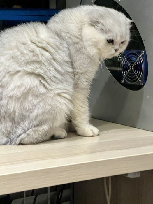 Вязка!!! Шотланский Скоттиш Фолд ( шиншилла серебро)