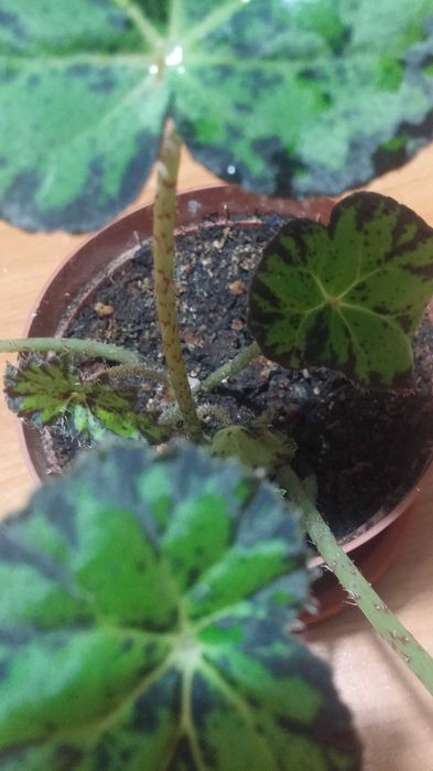 Бегония Бауэра тигровая