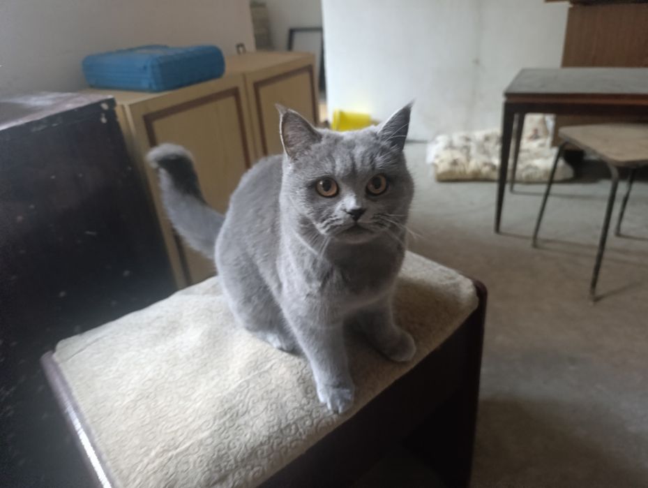 Кошка скотиш страйт от правильной вязки девочка