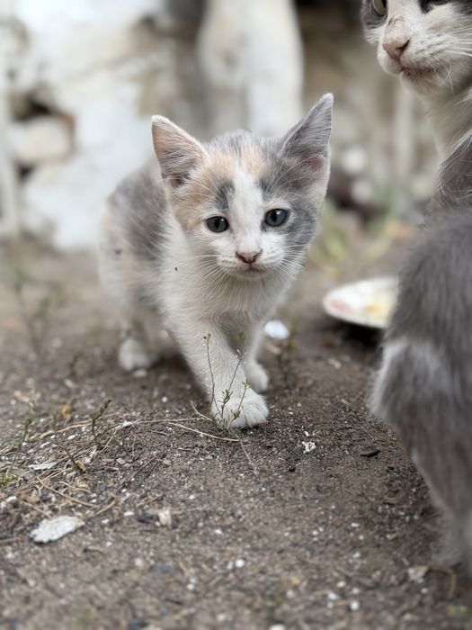 Котята ищут новый дом