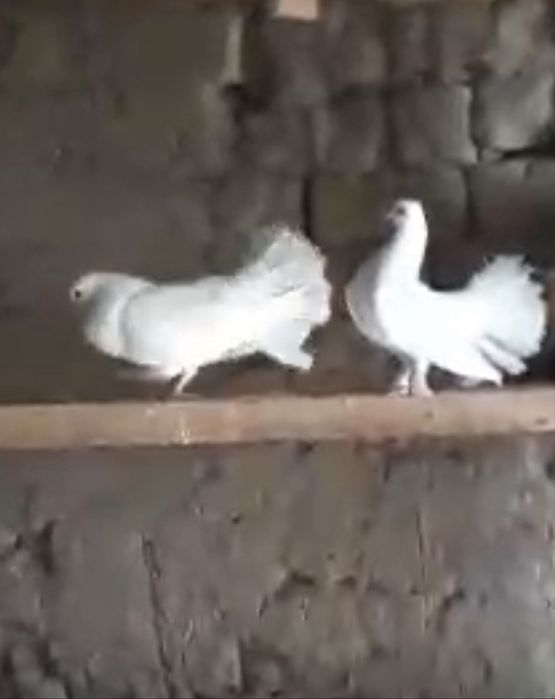 Павлиний голубь