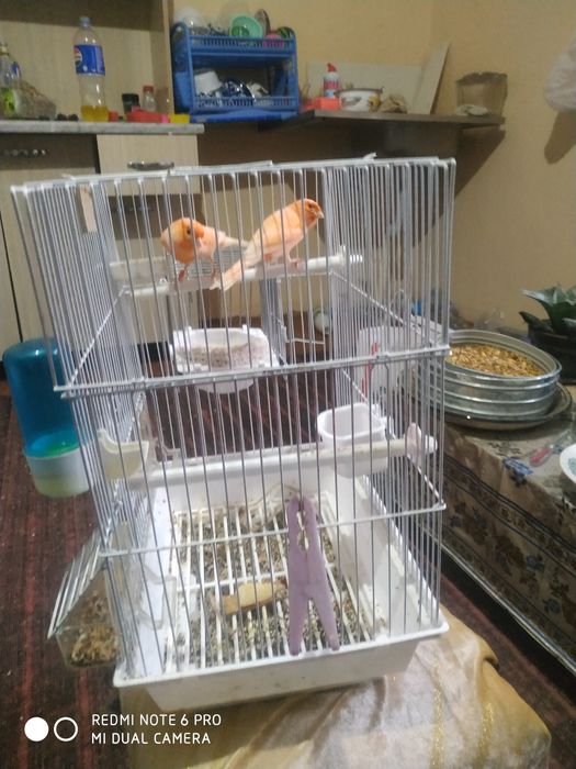 Канарейка продам сотилади