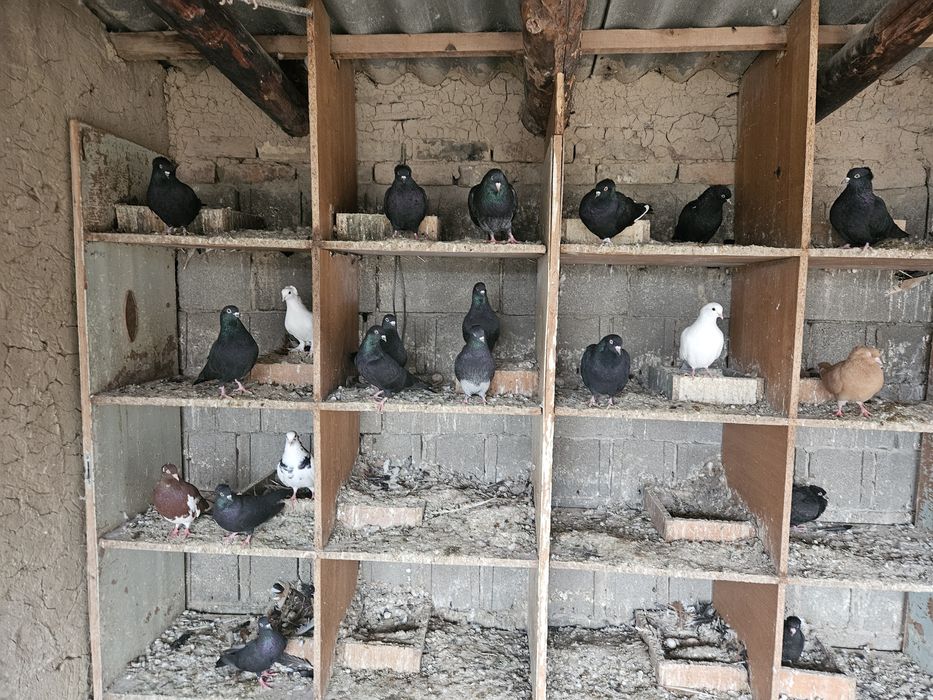 Продается голуби