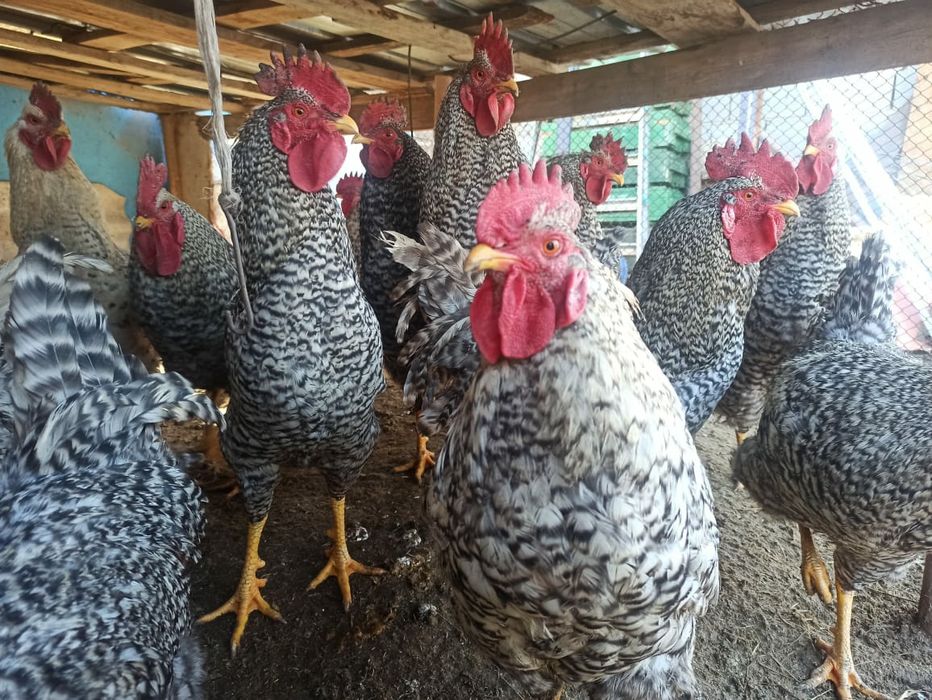 Петухи Амроксы  .