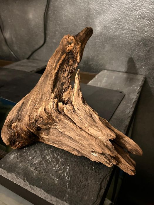 Lemne mangrove   București