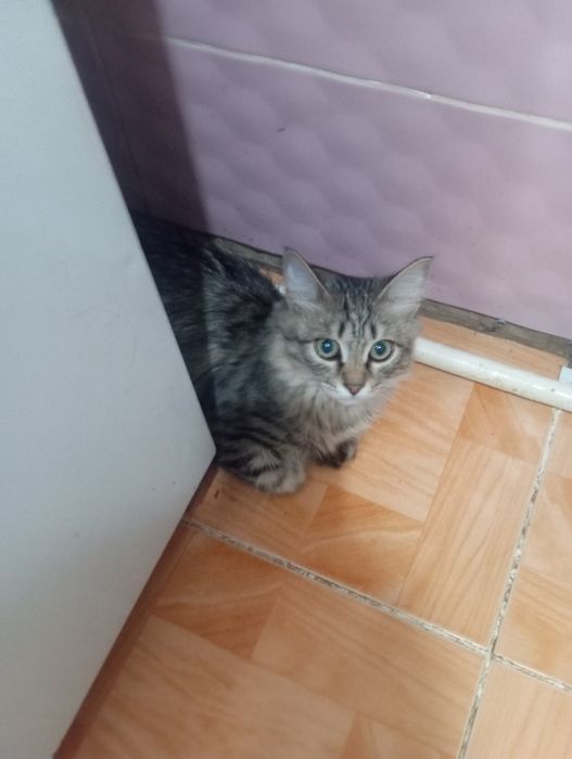 Котик в добрые руки