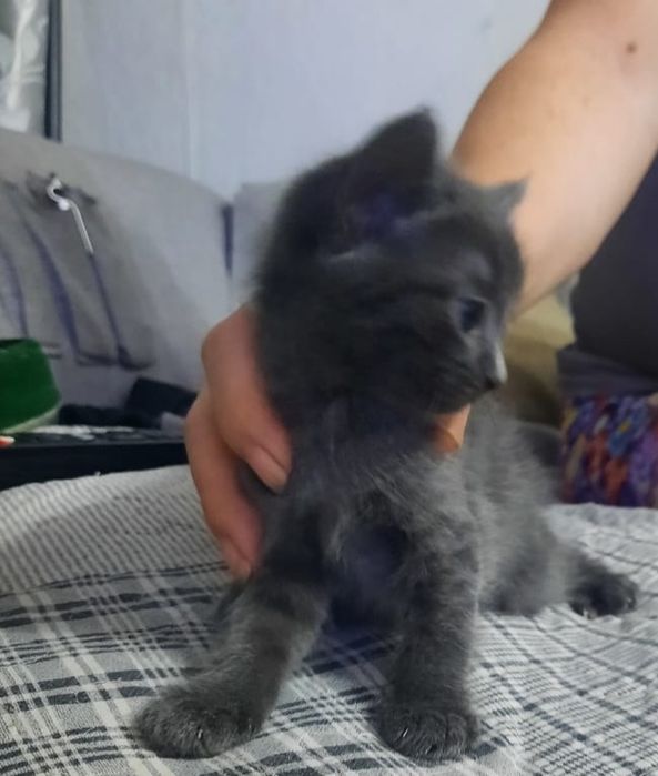 Отдам котят в добрые руки