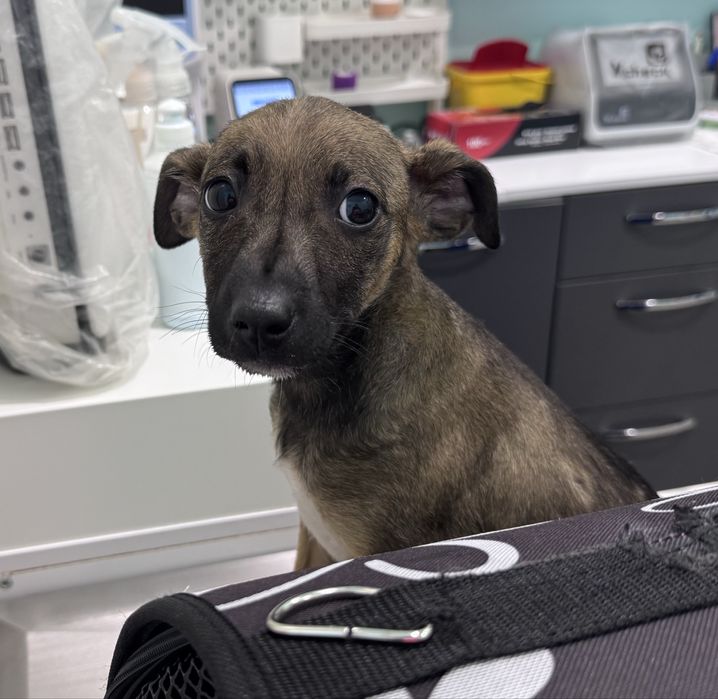 Женски кученца Рея и Рая търсят дом