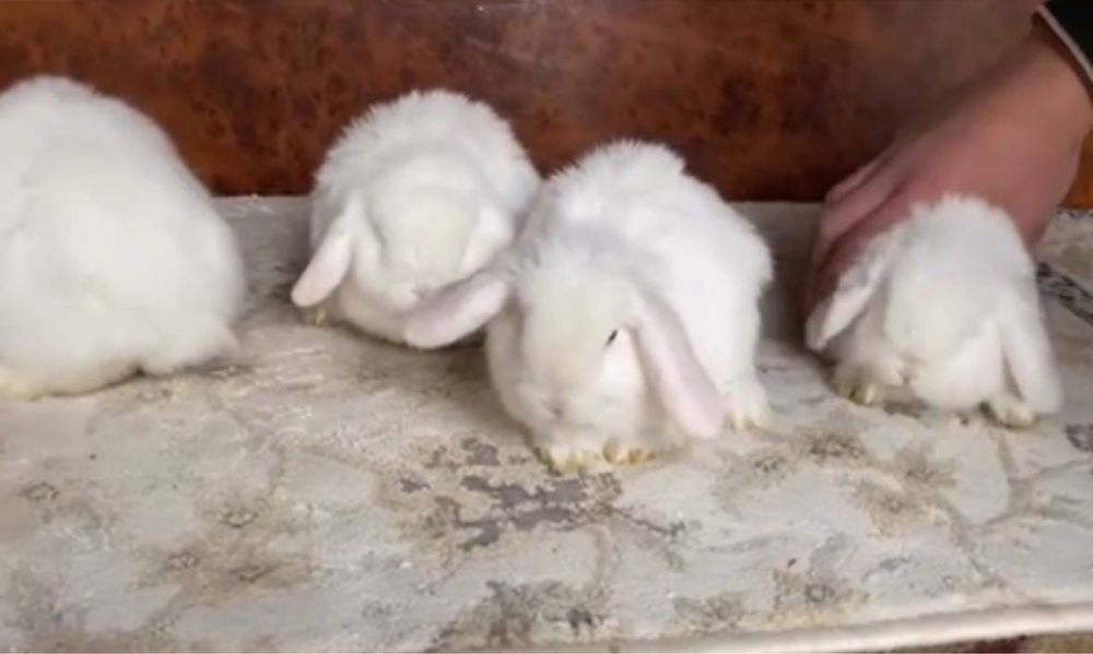 Кролики карликовые