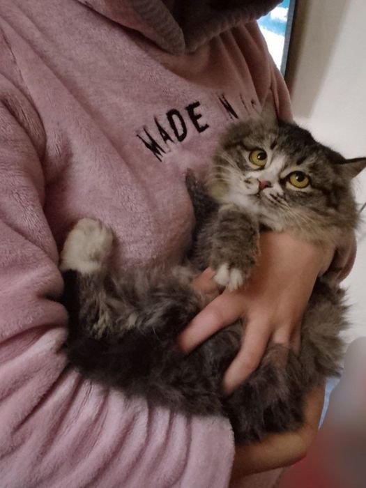 Продается кот пушистое счастье (Сибирский тип)