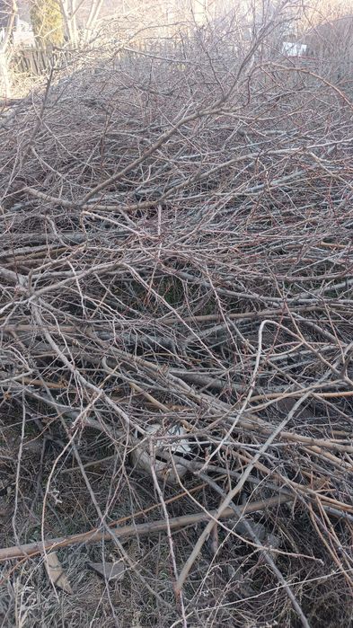 Ветки деревьев дрова бесплатно