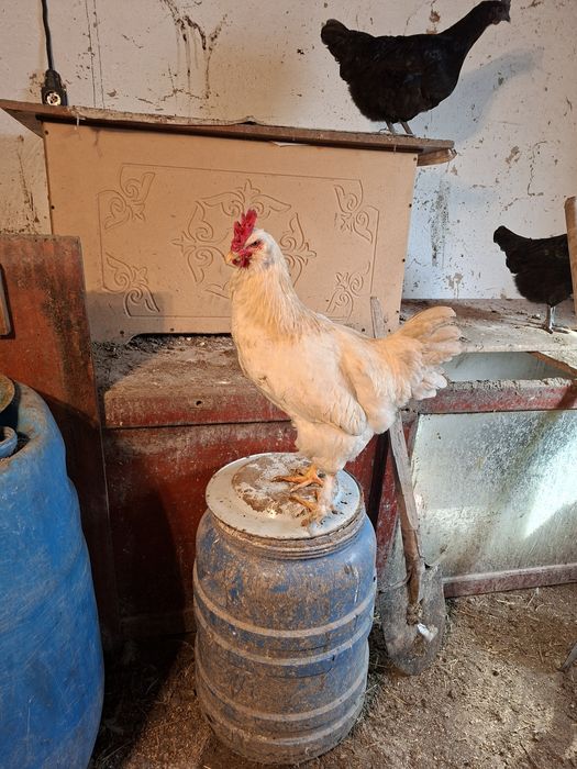 Продам петухов 6.7 месяцев