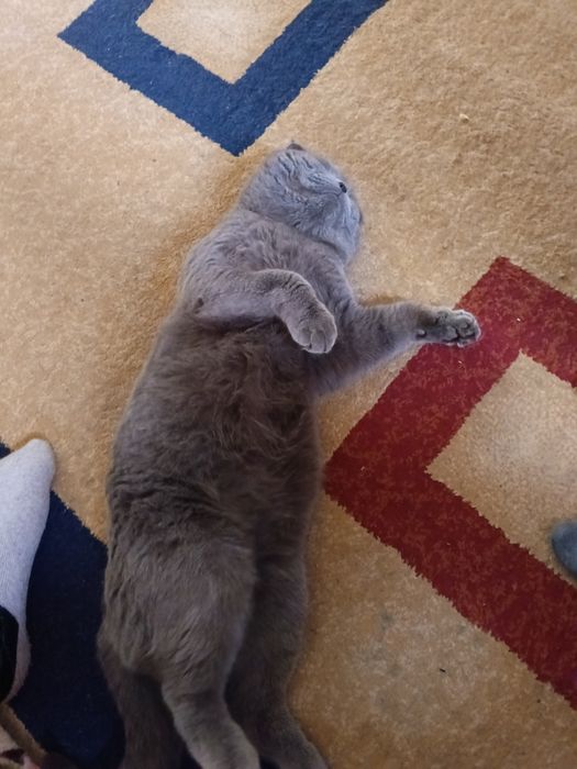 Вязка кот шотландский