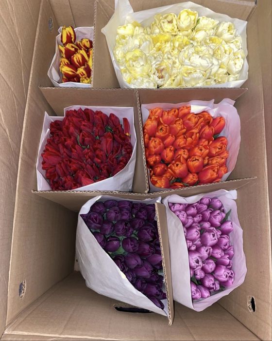 Тюльпаны Семей !!!