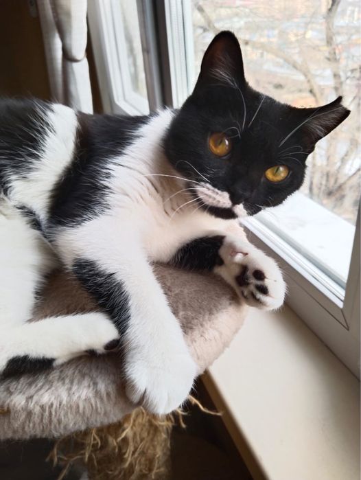 Отдаю кошечку в хорошие руки