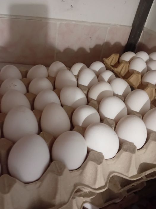 Үй тауығының жұмыртқасы