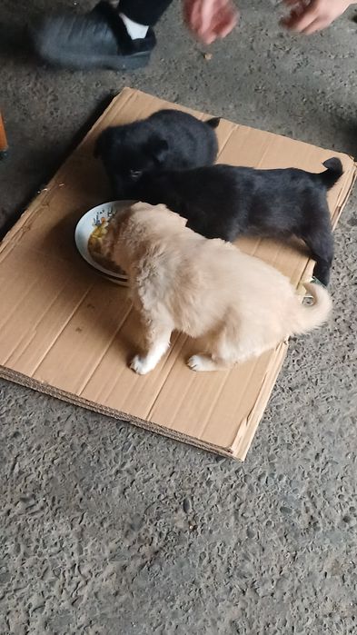 Продам щенков дворняжки