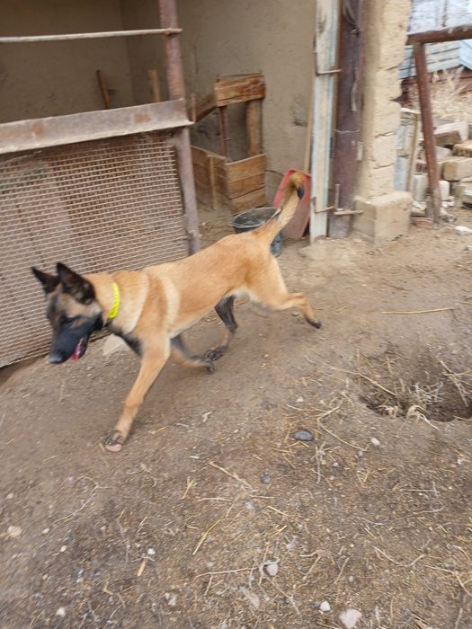 бельгийский овчарка 8 айлық