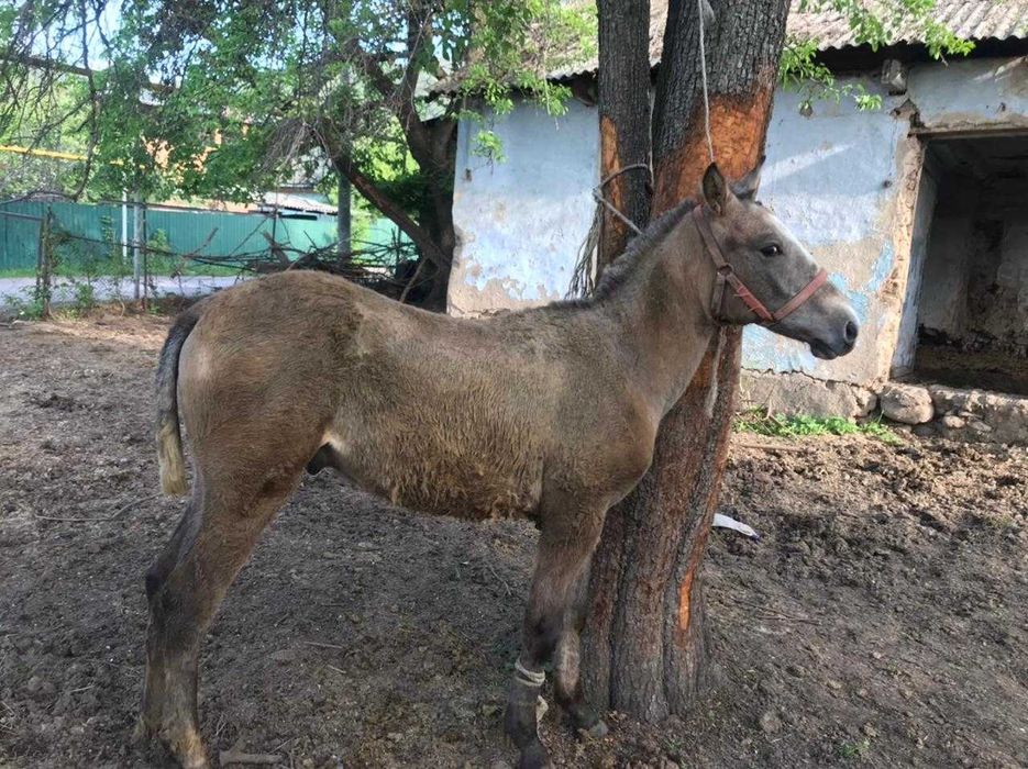 продам жеребенка, спокойный