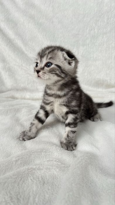 Продаются котята скотиш фолд,страйт.