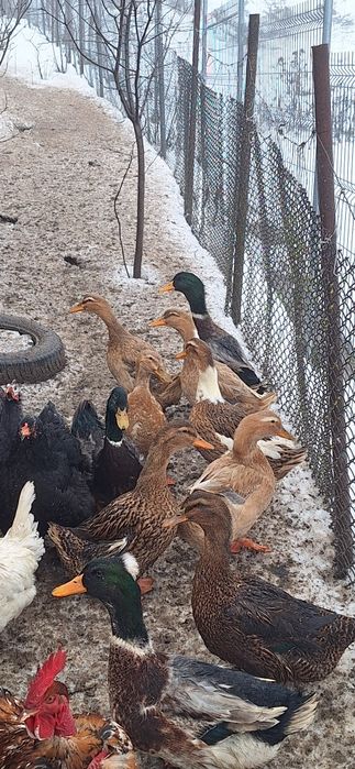 Vând 3 rate si un rățoi