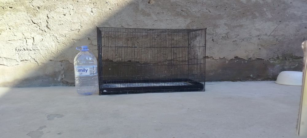 Kotta qafas sotiladi