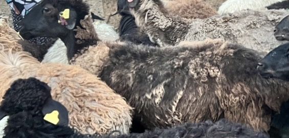 Продам бараны на мяса матки токты цена 70 и 120 тыс в ленинском стоит