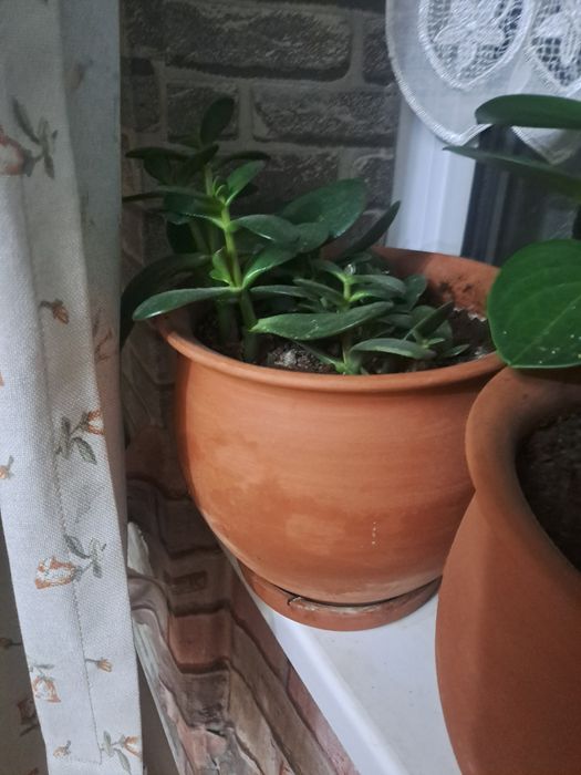 Денежное дерево цветок продаю